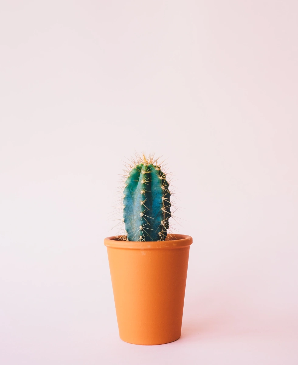 Divi WooCommerce vase shop